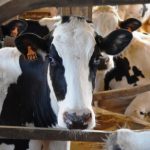 Focusing on Dairy Reproduction in Pittsburgh