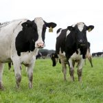 Fonterras milk intake in Australia falls to lowest level in seven years