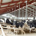 Hard Brexit would lead to existential crisis for cross border dairy trade