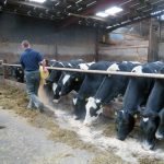 How A No Deal Brexit Could Destroy The Irish Dairy Industry