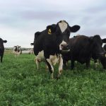 Ian Zandstra appointed dairy advocate for NSW in bid to ease pressure on farmers