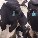 Meat and dairy products lead fall in dairy manufacturing