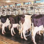 NDDB Amul oppose dairy import talks with New Zealand and Australia