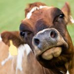 Of course dairy farmers want happy cows