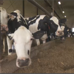 Quebec dairy farmers struggling with new open markets