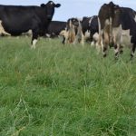 Seasonal single calving lifts efficiency in Australian herds