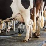 State of the dairy industry in Pennsylvania