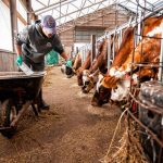 Taking a chance on dairy farming