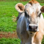 Tasmania has two representatives on the Australian Dairy Plan