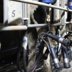 WA misses out on dairy transition team