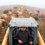 Young dairy farmers continue Marin Sonoma ranching tradition stick to organic milk