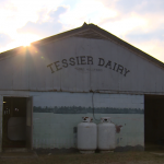 Abbeville farm succumbs to low milk prices