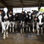 Baldwin Says New Money For Dairy Innovation Could Help Farmers Processors Weather Tough Market