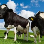 Beef with vegans inspires fightback by farmers