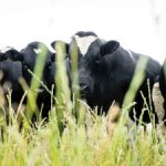 Dairy beef bulls tick all the boxes