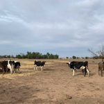 Drought stricken dairy farmers watch the river run by unable to access it