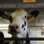 Most U.S. Dairy Cows Are Descended From Just 2 Bulls