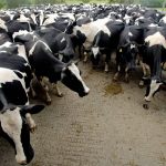 Northern Victorias dairy industry could collapse without support