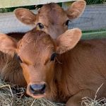 Scientists work on ways to stop bobby calf slaughter