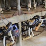 WA sheep dairy struggling to keep up with demand for milk and cheese