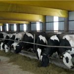 Brazil to begin dairy exports to China for the first time