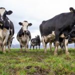 Canterbury farmer hoping to transform dairy industry with new initiative