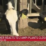 Dairy farmers react to two AMPI plants closing