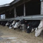 Dairy farmers remain positive but continue to struggle