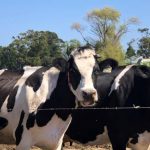 Data driven decisions vital on Numbaa dairy farm