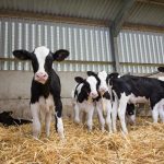 Fluid milk has room to grow with genomic testing