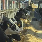 Increase in milk prices offer a glimpse of hope for dairy farmers