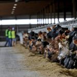 Milk production is rising even as small dairy farms shut down