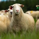 Spring Sheep to launch milk powder in supermarkets