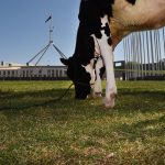 The milk the whole milk and nothing but the milk the story behind our dairy woes