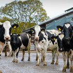 US dairy oversupply driving prices down as milk production increases