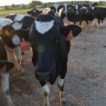 Why Heifer Maturity Really Really Matters