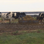 Why P.E.I. dairy farmers are worried about how theyll feed their cows this winter