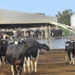 Why dairy needs a milk floor price and decent code of conduct