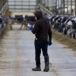 Wisconsins-Dairy-Industry-Would-Collapse-Without-the-Work-of-Latino-Immigrants-—-Many-of-Them-Undocumented