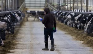 Wisconsins-Dairy-Industry-Would-Collapse-Without-the-Work-of-Latino-Immigrants-—-Many-of-Them-Undocumented