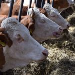 2 WISCONSIN DAIRY FARMS GO OUT OF BUSINESS A DAY NOW