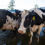 Australian dairy in drought