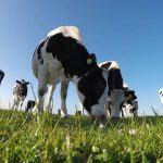 Australian dairy undervalued in domestic market