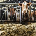 Beef and dairy farmers wanted to take part in welfare study