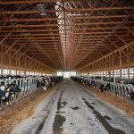 Bump in milk prices applies bandage to American dairy farms