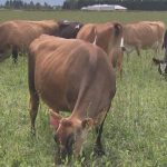 Canterbury family turning dairy farming model on its head