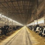 Chinas dairy farming association releases fresh milk standard