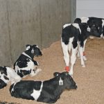 Dairy calves slip through transport code cracks