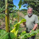 Dairy farmers go bananas