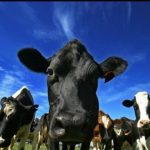 Dairy processor Lactalis dismisses McDonalds Qld milk pricing claims